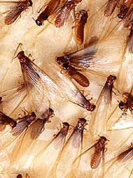 termites